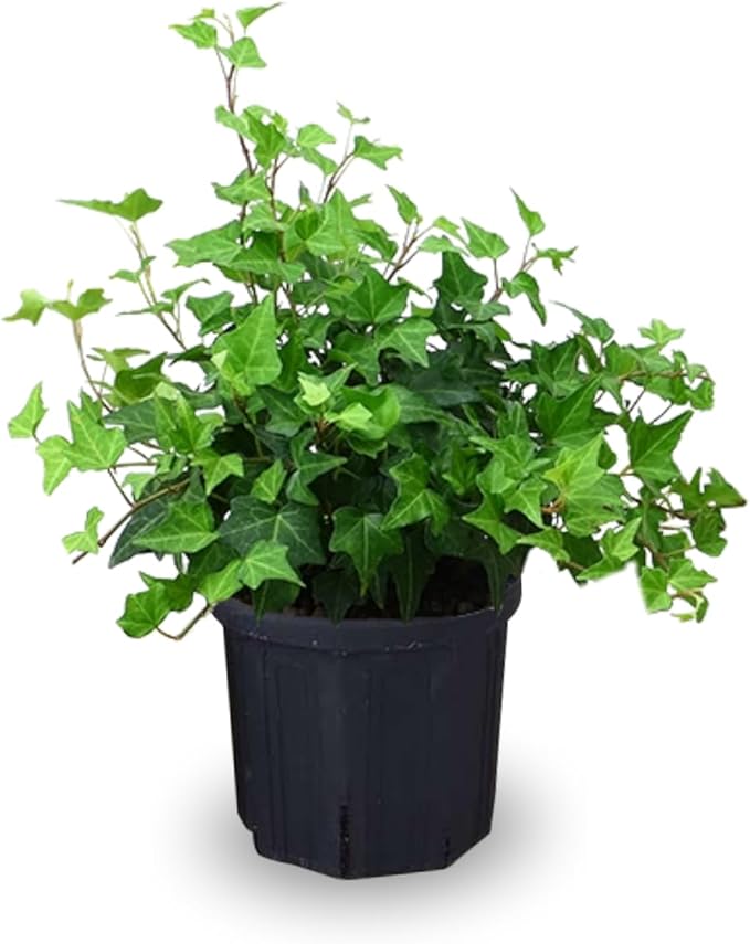 Trailing English Ivy Live Plant, Hardy Green Ivy Plants in 4" Pot, Climbing Plants Outdoor Garden, Easy Care House Plant