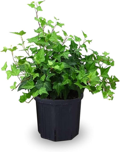Trailing English Ivy Live Plant, Hardy Green Ivy Plants in 4" Pot, Climbing Plants Outdoor Garden, Easy Care House Plant