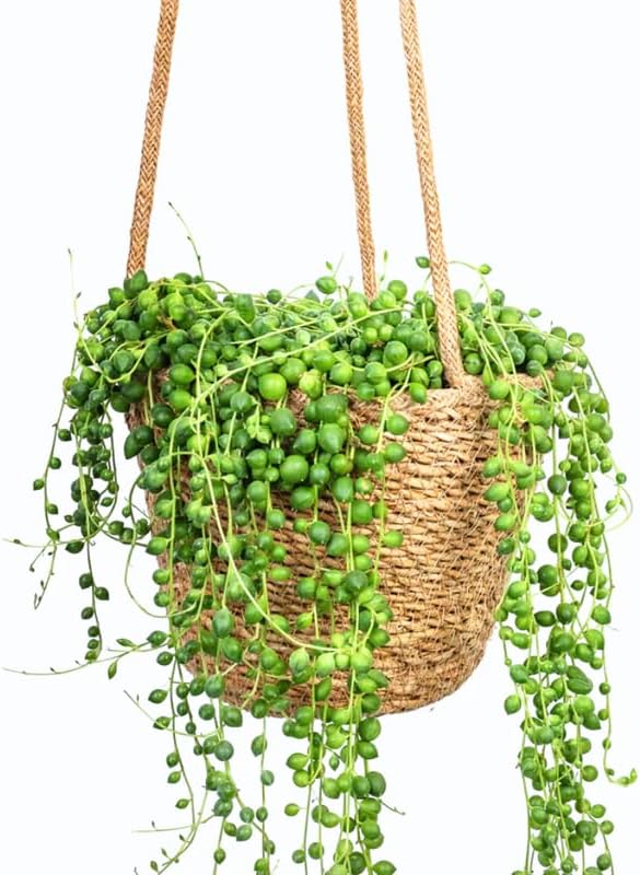 Green String of Pearls Plant Live, Trailing Succulent Vine, Indoor Hanging Houseplant, 4 Inch Pot