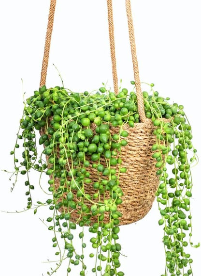 Green String of Pearls Plant Live, Trailing Succulent Vine, Indoor Hanging Houseplant, 4 Inch Pot