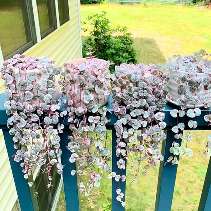 Ceropegia Woodii Variegated String of Hearts Live Plant, Rare Trailing Succulent Vine in 2.5" Pot, Indoor Hanging Plant