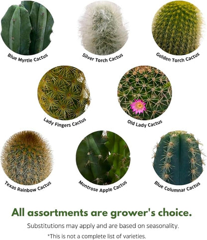 BubbleBlooms Column Cactus Assortment 6 inch Pots Set of 3