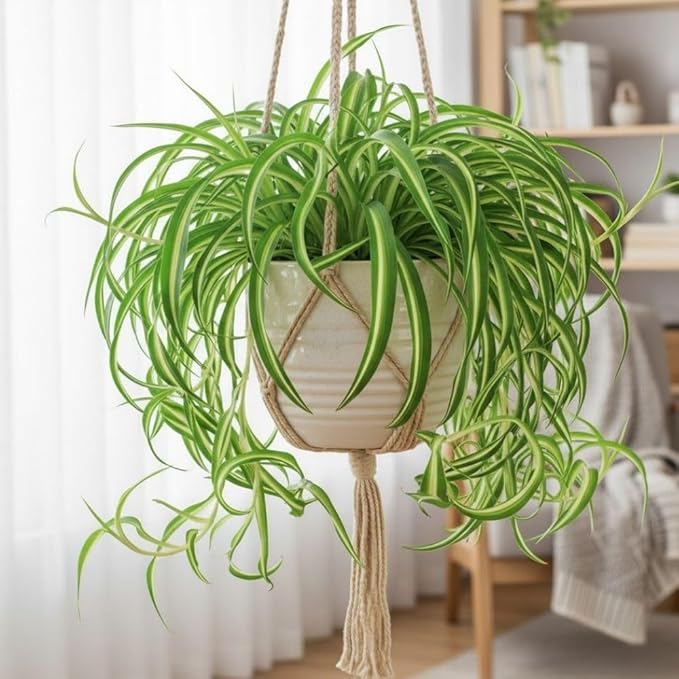 Live Variegated Curly Spider Plant 4 Inch Pot, Curly Spider Plant Live, Variegated Houseplant for Indoor Growth