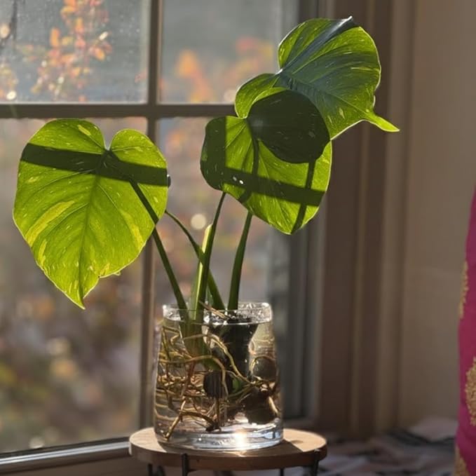 Constellation Monstera Plant, Rare Variegated Monstera Live Plant, Philodendron Houseplant for Indoor Growing, 4 to 6 Inc Tall