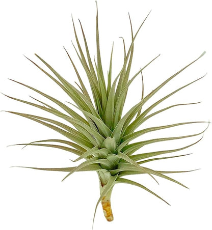 ragnaroc Air Plants - Flowering Tillandsia Lilla Lilac, Large 5" - 3ct - Live Arrival Guaranteed - House Plants for Home Decor & Gift
