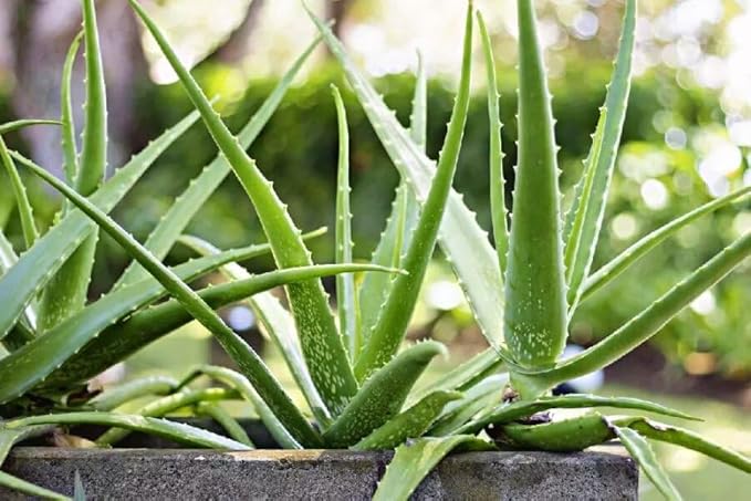 Aloe Vera Aloe Vera Plant for Garden in Size 4 Inch Pot | Vibrant, Low-Maintenance Aleo Plant for Patio, Balcony & Indoor Spaces | Perfect for Beginners & Green Home Styling