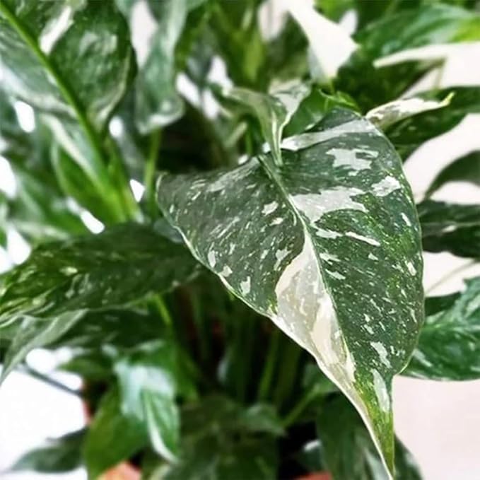 Peace Lily Plant Indoor Live, Well Rooted Peace Lily House Plant, White Flower, Plant Peace Lily Houseplant (Variegated)
