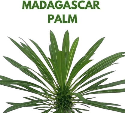 BubbleBlooms Madagascar Palm, Pachypodium Lamerei, in a 4 inch Pot