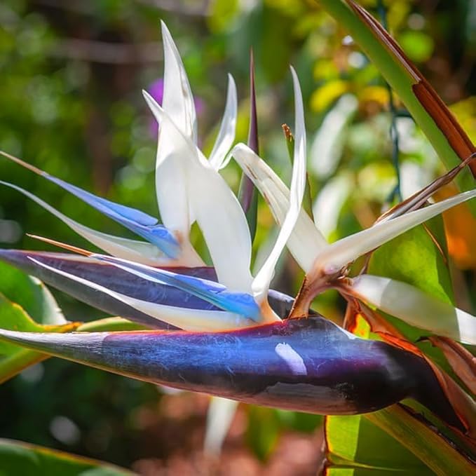 Bird of Paradise Plant Live Houseplant, 5 to 10 Inches Tall, Tropical Strelitzia Reginae Bird of Paradise Bush Live Plant (White Bird of Paradise)