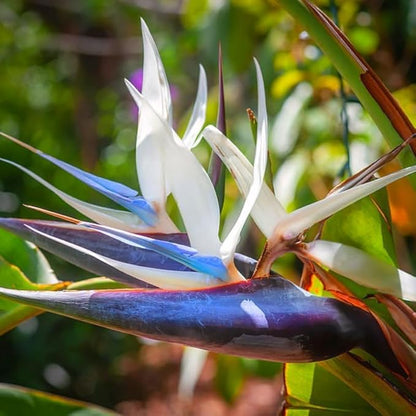 Bird of Paradise Plant Live Houseplant, 5 to 10 Inches Tall, Tropical Strelitzia Reginae Bird of Paradise Bush Live Plant (White Bird of Paradise)