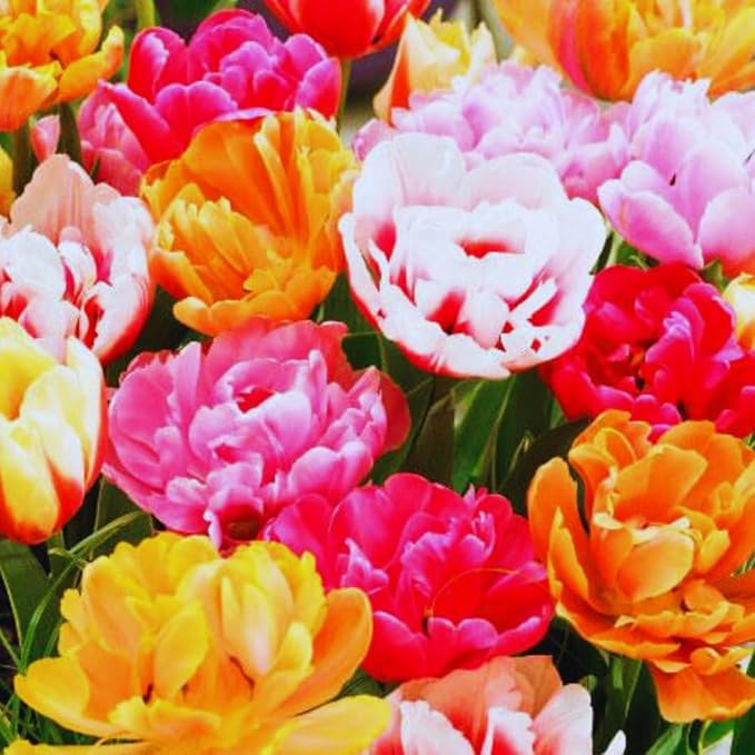 10 Tulip Bulbs for Fall Planting Bulk, Tulip Bulb, Perennial Flower Bulbs for Garden Growing, Tulip Bulbs Bulk (Double Mix)