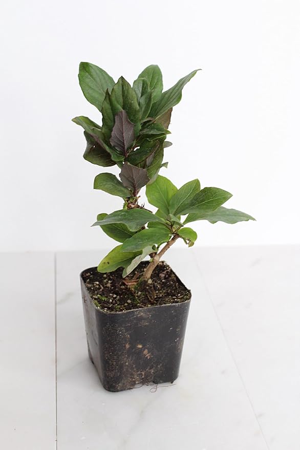 MyShelfie Purple Honeysuckle Vine Plant Fragrant Purple Flower (Lonicera Japonica Purpurea), Live Starter Plant with Purple Leaves, 2-Inch Pot