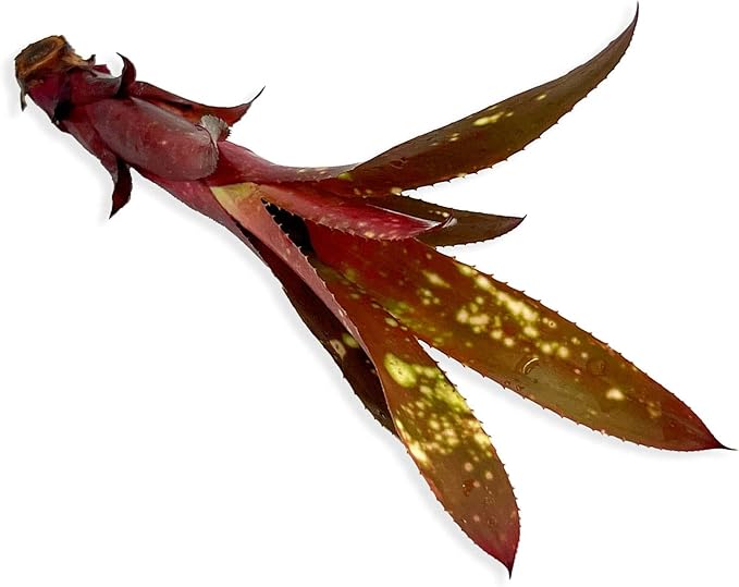 ragnaroc Live Plants – Bromeliad Billbergia Hallelujah 'Pup', 6-12" - 1ct - Live Arrival Guaranteed - House Plants for Home Decor & Gift