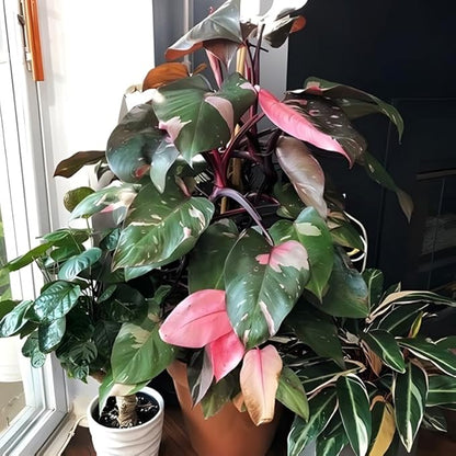 Philodendron Pink Princess Plants | Pink Princess Plant Live Houseplant in 4” Inch Pot | Easy-Care Indoor Plant for Shelves, Desks & Modern Spaces