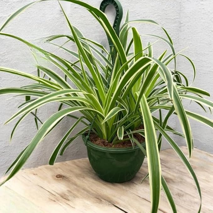 Spider Collection – Bonnie, Reverse & Hawaiian Varieties – Airplane, Pet Friendly Live Indoor Houseplant (8" Spider Plant Reserve)