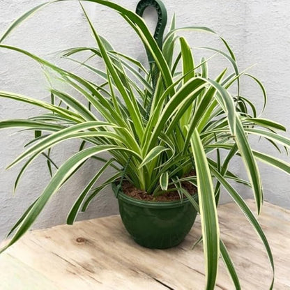 Spider Collection – Bonnie, Reverse & Hawaiian Varieties – Airplane, Pet Friendly Live Indoor Houseplant (8" Spider Plant Reserve)