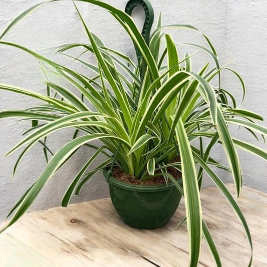 Spider Collection – Bonnie, Reverse & Hawaiian Varieties – Airplane, Pet Friendly Live Indoor Houseplant (8" Spider Plant Reserve)