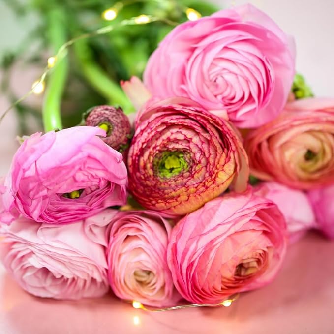 Aviv Pink Ranunculus Flowers Bulbs for Spring Planting, Perennial Flower Bulbs, Early Spring Flower to Plant Outside, Colorful Blooms Groundcover Bulbs, Top Size