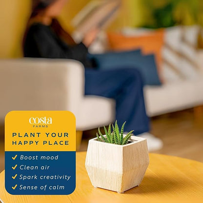 Costa Farms, Succulents, Fully Rooted, Live Indoor Plant, 2.5-Inch Haworthia, in Grower's Pot, 4-Pack