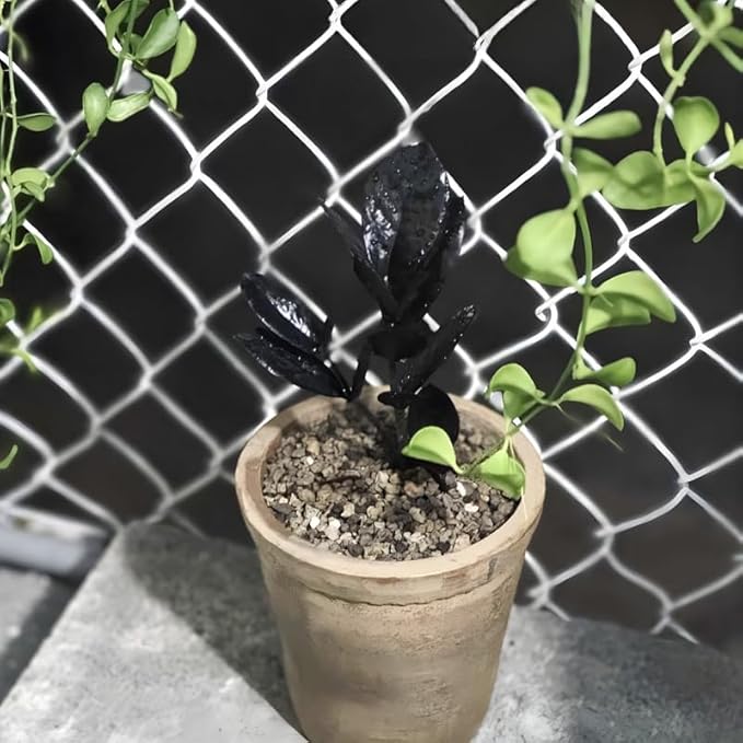 ZZ Plant Live in 6’’ Inch Pot |Black Raven ZZ Plant Live with Glossy Dark Foliage | Easy-Care Zamioculcas for Indoor Rooms, Works Well in Homes, Apartments & Office Settings