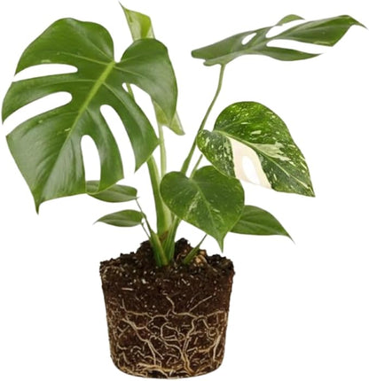 Constellation Monstera Plant, Rare Variegated Monstera Live Plant, Philodendron Houseplant for Indoor Growing, 4 to 6 Inc Tall