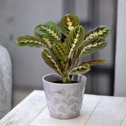 Red Prayer Plant in 4 Inches Pot, Red Maranta Starter Plant, Easy Care, Houseplant for Office, Living Room Decoration