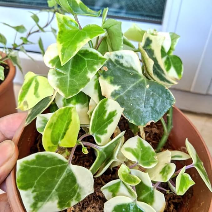 Live English Ivy Plant, Live Indoor Houseplant 4 Inch Pot, Hardy Groundcover, Trailing, Climbing Plants - Variegated Cream Ivy