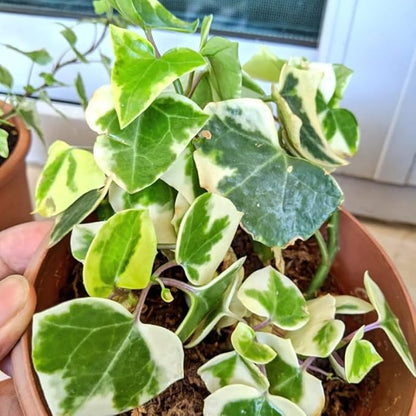 Live English Ivy Plant, Live Indoor Houseplant 4 Inch Pot, Hardy Groundcover, Trailing, Climbing Plants - Variegated Cream Ivy
