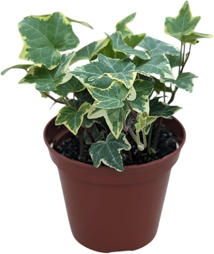 Gold Child English Ivy Plant, 4 Inch Pot, Live Indoor Houseplant