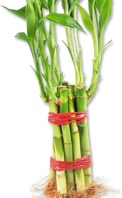 Lucky Indoor Bamboo for Abundance and Prosperity - 8 Live Plants - 4 Inch - Ships Bare Root - Air Purifying Feng-Shui Zen Garden Houseplants