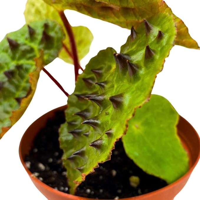 Begonia Ferox Rare with Spikes 4 inch