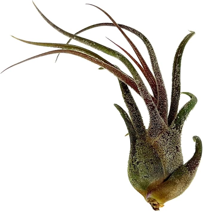 ragnaroc Air Plants - Tillandsia Pruinosa, Large 3-5" - 3ct - Live Arrival Guaranteed - House Plants for Home Decor & Gift