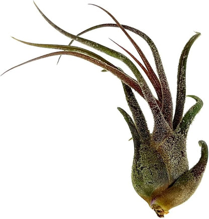 ragnaroc Air Plants - Tillandsia Pruinosa, Large 3-5" - 3ct - Live Arrival Guaranteed - House Plants for Home Decor & Gift