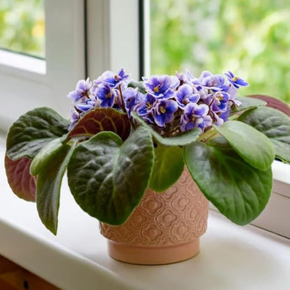 African Violets Live Plants, 4 Inches Pot, African Violet Plant, Easy Care Houseplant for Home and Office Decoration, Random Color