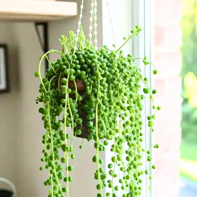 String of Pearls Plant Live, Trailing Succulent Vine, Rare Live Indoor Plant in Pot