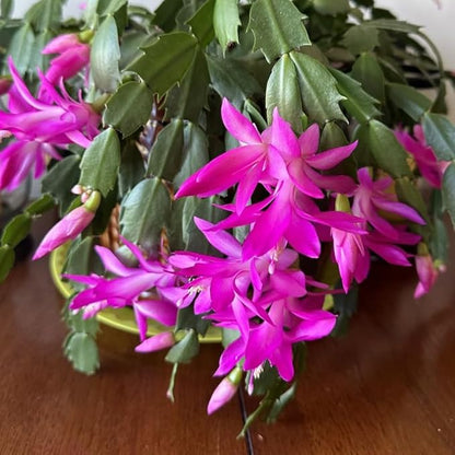 Dark Pink Christmas Cactus Plants Live in 4 Inch Pot, Perennial Christmas Thanksgiving Cactus Plants Potted, Vibrant Flower Holiday Houseplant Indoors Outdoors