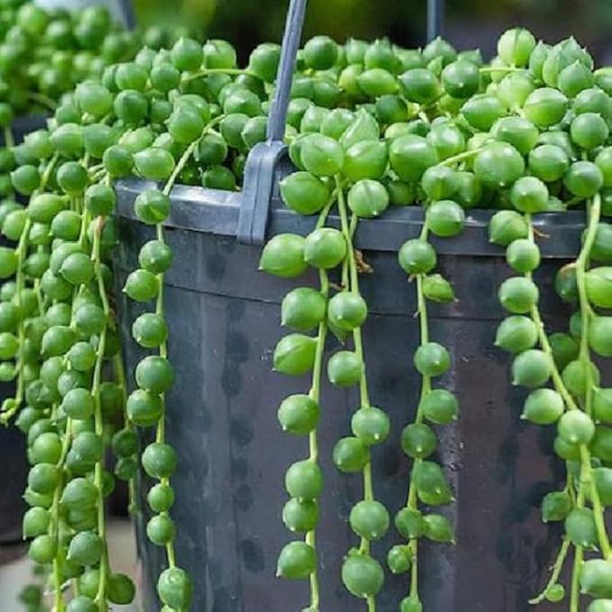 String of Pearls Plant Live for Indoor Outdoor Garden, String of Pearls Pot, Live String of Pearls Plant, Succulent Houseplants Decoration, Green String of Pearls, 2.5" Pot