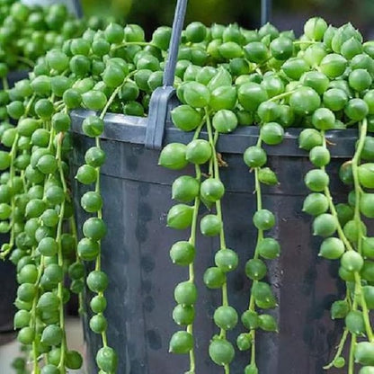 String of Pearls Plant Live for Indoor Outdoor Garden, String of Pearls Pot, Live String of Pearls Plant, Succulent Houseplants Decoration, Green String of Pearls, 2.5" Pot