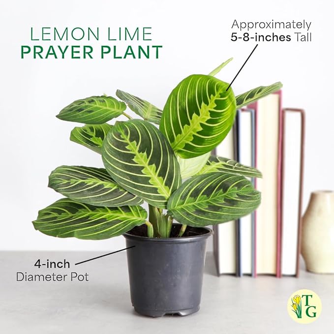 Thorsen's Greenhouse Lemon Lime Prayer Plant, Live Indoor Plant, Pet Friendly, Attractive Houseplant, Lemon Maranta, Natural Air Purifier, Easy to Grow, 4" Diameter Pot (Growers Pot)