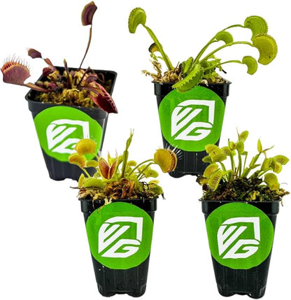 Fly Trap Live Carnivorous Plant - Dionaea muscipula - Wellspring Gardens Starter Plant (Bundle (1 King Henry + 1 Venus + 1 Dente + 1 Akai Ryu))