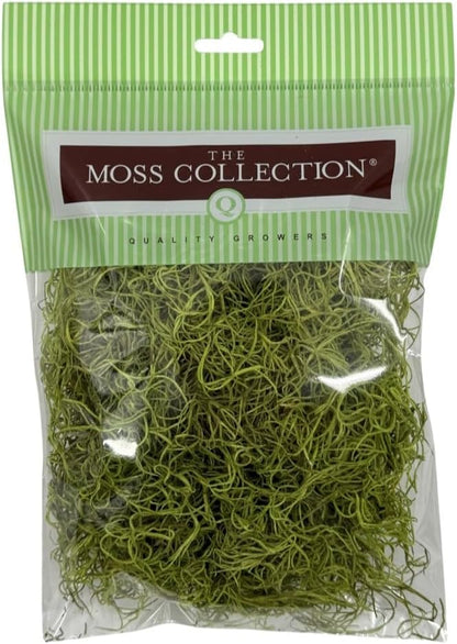 Preserved Spanish Moss - Decorative Dried Moss for Crafts, Home Decor, Art, Design & DIY Projects - for Indoor Use - Chartreuse - Small Size