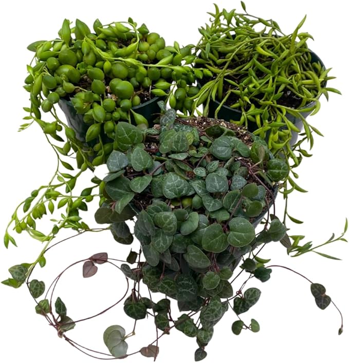 BubbleBlooms String Assortment 4 inch Pots Set of 3 Trailing Succulent Plants