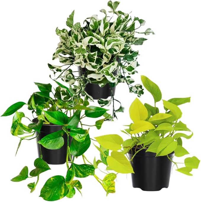 3 Mix Pothos Live Plants, Live Pothos Plant, 3 to 5 Inc Tall, Indoor House Plants Vine Outdoor, Hanging Basket, 4 Inc Potted