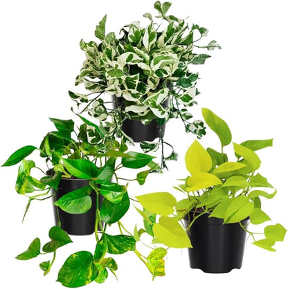 3 Mix Pothos Live Plants, Live Pothos Plant, 3 to 5 Inc Tall, Indoor House Plants Vine Outdoor, Hanging Basket, 4 Inc Potted