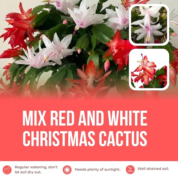 Mix Red and White Christmas Cactus, Holiday Cactus, Live Flowering Succulent Plant, 6 Inch Pot for Indoor or Outdoor Growing