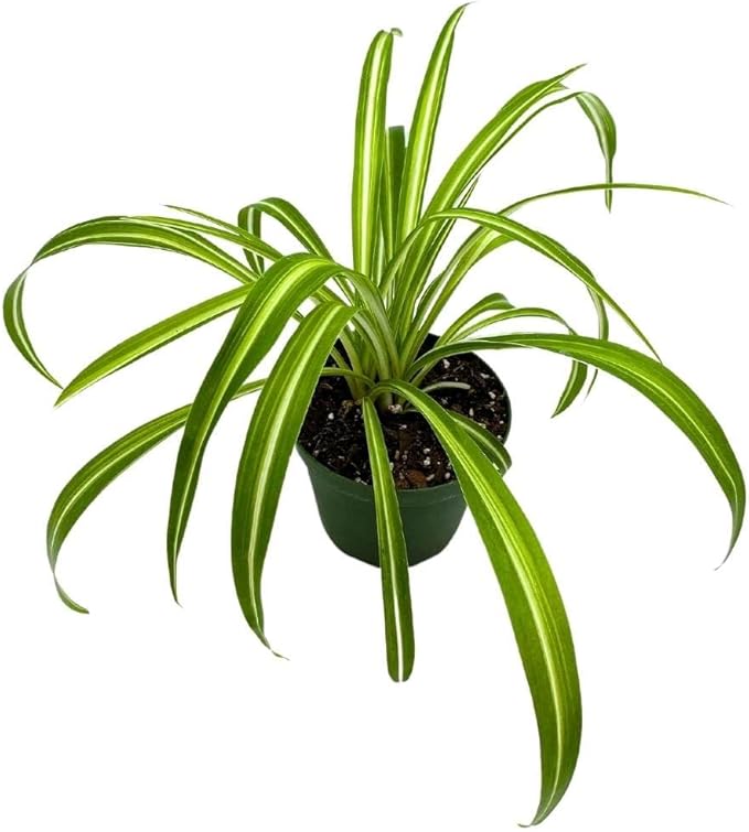 BubbleBlooms Spider Plant in a 4 inch Pot Chlorophytum comosum