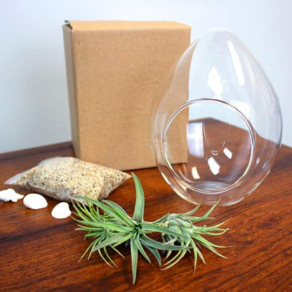 6-Inch Teardrop Glass Terrarium Complete Kit with 3 Live Tillandsia Air Plants, Colored Sand and Seashells (Beach Sand)