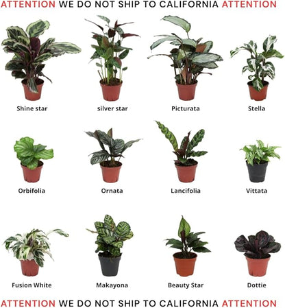 CoollectivePlants Calathea Assorted – Live Calathea Plants in 4″ Grower’s Pots (6 Pack), Easy Low Maintenance Indoor Houseplants, Pet Friendly, Includes UniHeat Pack for Winter Protection