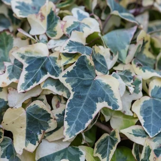 Live English Ivy Plant, Live Indoor Houseplant 4 Inch Pot, Hardy Groundcover, Trailing, Climbing Plants - Gold Ivy