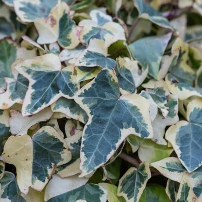 Live English Ivy Plant, Live Indoor Houseplant 4 Inch Pot, Hardy Groundcover, Trailing, Climbing Plants - Gold Ivy